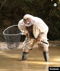 Esta especie permanece durante horas en la intemperie y transforma su forma de respirar a un tipo de respiración dérmica como la de los anfibios. [Foto de Cortesía]