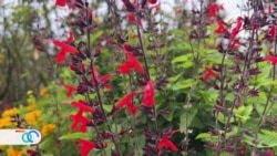 Carrera contra el reloj para no perder los secretos curativos que esconden las plantas