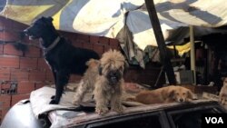 Los perros de Burga son sus fieles compañeros en su humilde hogar.