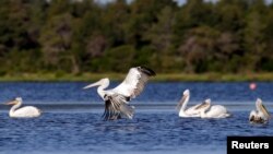 Se observan pelícanos dálmatas (Pelecanus crispus) en la laguna del Parque Nacional Divjake-Karavasta en Divjaka, Albania, el 21 de mayo de 2018.