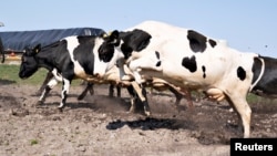 Imagen de archivo con vacas orgánicas son liberadas para pastar en los campos de Ny Lundgaard en Tjele, Jutlandia, Dinamarca, el 18 de abril de 2021, las emisiones de gas metano de los rumiantes contribuyen al calentamiento global.