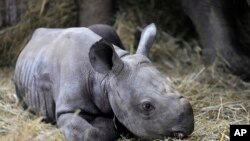 Un rinoceronte recién nacido yace en su recinto junto a su madre Eva en el zoológico de Dvur Kralove, en República Checa, el miércoles 16 de marzo de 2022.
