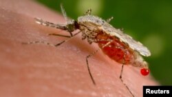 ARCHIVO - Mosquito del género anófeles obtiene sangre a través de la picadura a un humano.