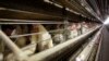 Precio de los huevos en EEUU podría aumentar 41 % más este año, dice el Departamento de Agricultura