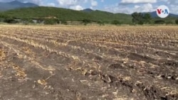 Nueve millones de centroamericanos sufren de inseguridad alimentaria