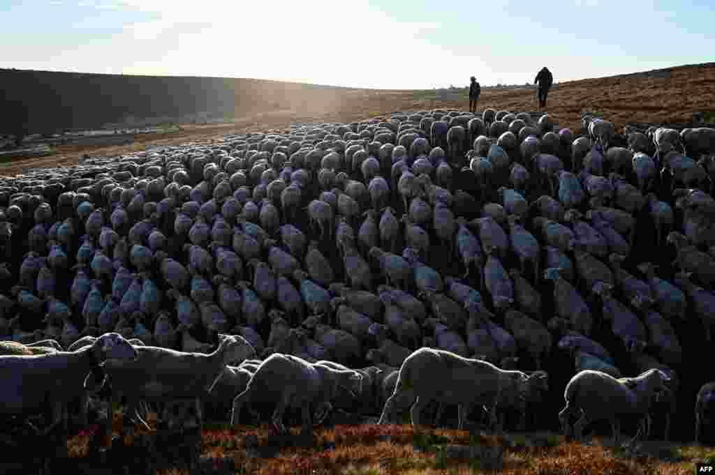 Shepherds herd sheep in Prevencheres, southern France, as shepherds and sheep breeders of the pastoral group of Finiels descend one of the largest herds of the Massif Central (2,500 ewes) to Prevencheres&nbsp;after two months of summer pasture on Mont Lozere.&nbsp;