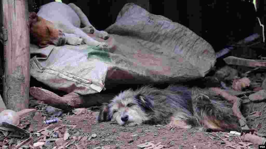 Un ranchito de zinc sirve a dos perritos que descansan y se esconden de la lluvia en Caracas.