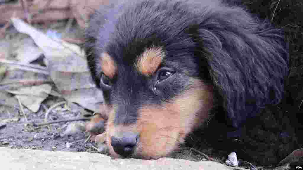 Una sola mascota ha sido adoptada en lo que va de 2022 del Refugio Mi Moisés.