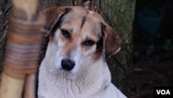En Fotos | Mi Moisés, el refugio de animales en Venezuela a punto de cerrar por falta de apoyo