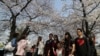 Visitors take their souvenir photos with cherry blossoms in Seoul, South Korea, April 7, 2017. 
