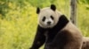 Panda bernama Bao Li saat masih berada di habitatnya di Wolong, China, pada 16 Mei 2024. (Foto: AFP/Roshan Patel/Smithsonian's National Zoo and Conservation Biology Institute)
