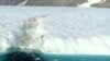 A massive ice island has broken off the coast of Greenland.