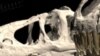 Nuevo hallazgo sobre dinosaurios