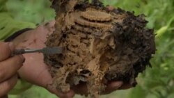 Un colmenar de abejas bolivianas mostrado por un apicultor en Los Yungas, Bolivia, donde la reducción del hábitat de estos insectos está poniéndolos en peligro de extinción. Captura de video de Reuters. Enero 24 de 2021.