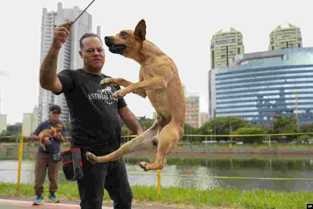 &iquest;Cómo Caramelo pasó de ser el perro que nadie quería tener a ser el consentido y hasta digno de una película y estatua en el carnaval de Río?