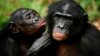 Des bonobos dans un sanctuaire près de Kinshasa, en RDC, le 30 octobre 2006. 