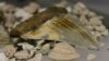 FILE - A prehistoric megalodon shark tooth is seen in a April 26, 2013, photo.
