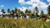 Panen raya padi metode SRI di Sumba Timur, Kamis 25 April 2019 (courtesy: Muslihin)