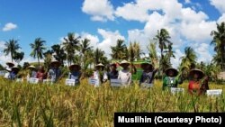 Panen raya padi metode SRI di Sumba Timur, Kamis 25 April 2019 (courtesy: Muslihin)