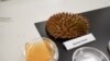 Científicos en Singapur transforman sobras de frutas en vendajes antibacterianos