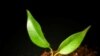 El 20% de las plantas está en peligro