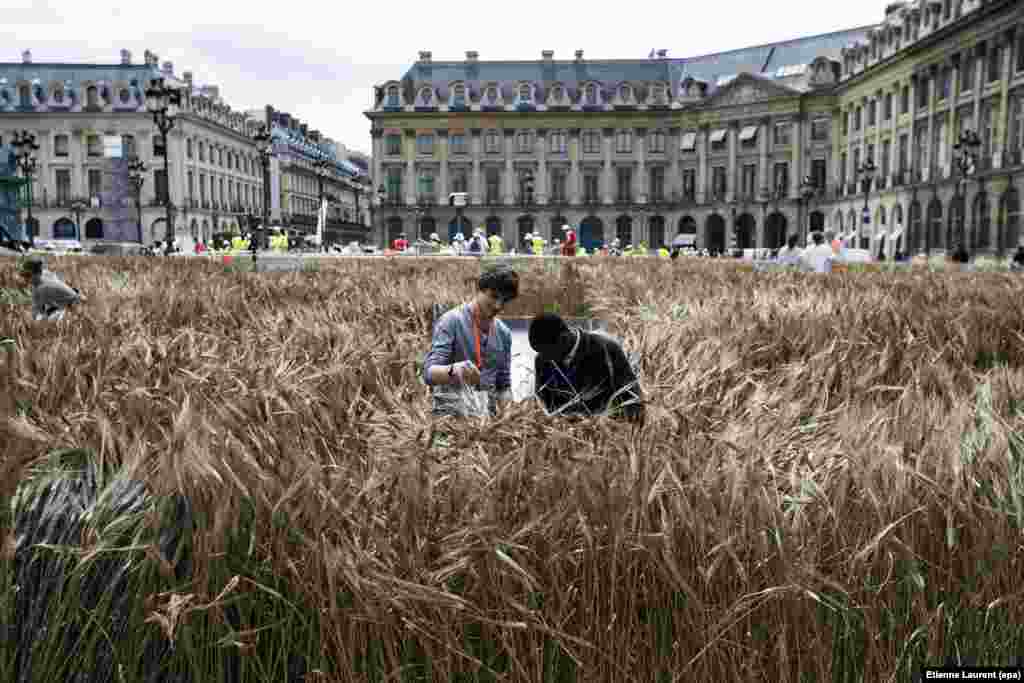 Orang-orang bekerja di sebuah instalasi seni karya Gad Weil yang berjudul &lsquo;Bles de Vendome&rsquo; (Gandum Vendome) di Paris, Perancis.