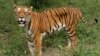 A tiger looks on in the jungles of Banergatta Biological Park, about 25 kilometers (16 miles) south of Bangalore, India (2006 file photo).