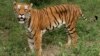 A tiger looks on in the jungles of Banergatta Biological Park, about 25 kilometers (16 miles) south of Bangalore, India (2006 file photo).