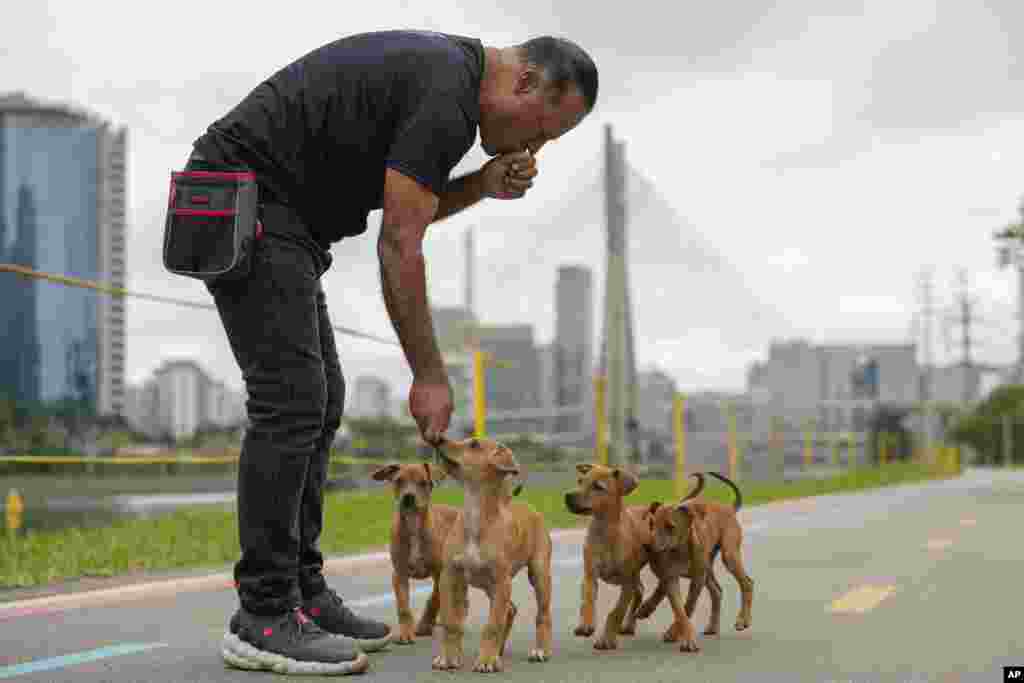 Alrededor de 2019, un fenómeno en redes sociales en el que brasileños publicaban imágenes junto a la frase &quot;esto representa a Brasil más que el fútbol o la samba&rdquo;, favoreció a estos perros mestizos que empezaron a ser más apreciados, no sólo de forma online.&nbsp;