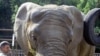Elefante abandona Alaska por el frío