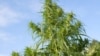 Votación en California por marihuana