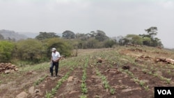 El presidente Daniel Ortega afirma que que la producción agrícola no se ha detenido en Nicaragua pese a la emergencia por el coronavirus.