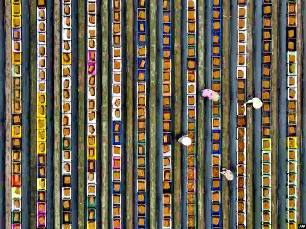 An aerial view shows workers sorting soil for strawberry planters in Dahu township in Maioli county, Taiwan.