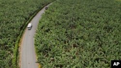 Los automóviles pasan en medio de una finca bananera en Los Ríos, Ecuador, el martes 15 de agosto de 2023. El clima tropical húmedo de Ecuador permite que las plantaciones cosechen plátanos durante todo el año y proporcionen alrededor del 30 % del suministro mundial.
