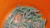A sample group of Aegean wall lizards captured during field work on one of the Greek study islands.