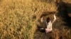 An Indian farmer harvests rice crop in a field on the outskirts of Jammu, India, October 30, 2012 file photo.