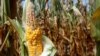 Corn plants struggle to survive in drought-stricken farm fields in Ferdinand, Indiana.