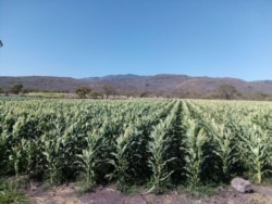 Siembra de elotes (maíz) en Nicaragua.