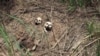 Des crânes humains supposés d'appartenir à des victimes d'un combat récent entre l'armée gouvernementale et la milice Kamuina Nsapu sont visibles le long de la route à Tshienke près de Kananga, capitale de la province centrale du Kasaï, en République démocratique du Congo, 12 mars 2017.