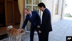 俄罗斯总统普京2月8日在索契会晤日本首相安倍晋三时轻拍他的爱犬。