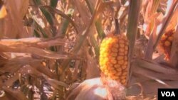 En uno de los veranos más secos en Texas, los costos en pérdidas de los agricultores ascienden a $5.000 dólares.
