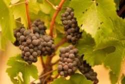 Uvas con cenizas cuelgan en un viñedo que fue cubierto por el humo de los incendios forestales el jueves 10 de septiembre de 2020 por la mañana en Sonoma, California (AP Photo / Eric Risberg)