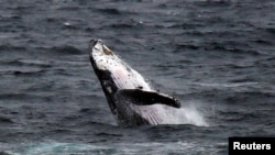 Una ballena jorobada salta frente a la costa en Clovelly Beach en Sydney, Australia, el 19 de junio de 2016.