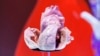 Plastinated human heart on display at the European Society of Cardiology meeting, Amsterdam, Sept. 2, 2013.