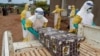 FILE - Healthcare workers carry the coffin of a baby believed to have died of Ebola, in Beni, North Kivu Province of Democratic Republic of Congo, Dec. 15, 2018. 