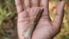 Fósiles indican que "hobbits" aún más pequeños existieron en una isla indonesia hace 700.000 años