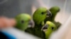 Loros de nuca amarilla jóvenes son transportados en una tina de plástico en la Fundación del Conservatorio de Especies Raras en Loxahatchee, Florida. (Foto AP/Rebecca Blackwell)