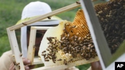 FILE - Volunteers check honeybee hives for queen activity and perform routine maintenance as part of a collaboration between the Cincinnati Zoo and TwoHoneys Bee Co. at EcOhio Farm in Mason, Ohio, May 27, 2015. . 