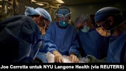 Tim bedah memeriksa ginjal babi di NYU Langone di New York, AS. (Foto: Joe Carrotta for NYU Langone Health via Reuters) 