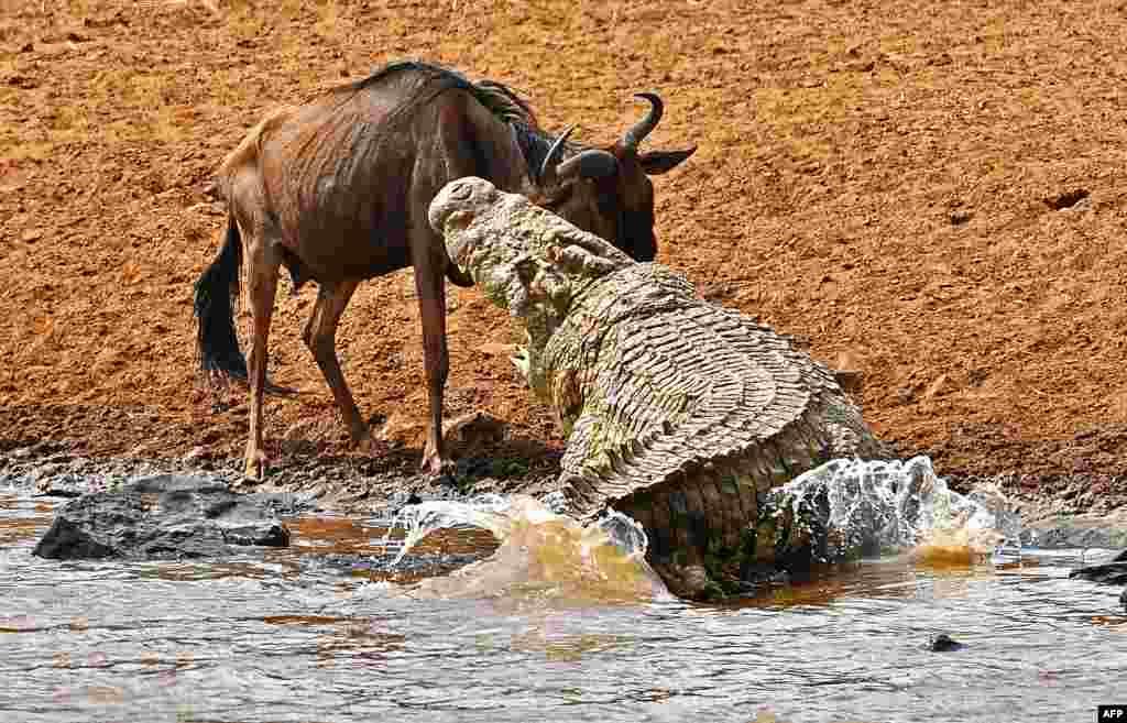 Seekor buaya besar menyerang seekor wildebeest (sejenis&nbsp;kambing Afrika) di kawasan suaka margasatwa Masai Mara, Kenya. Wildebeest&nbsp;ini lolos dari bahaya dan hanya mengalami luka ringan.